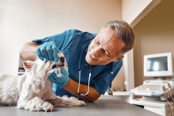 Best Pediatric Emergency Dentist in Hagerman, ID